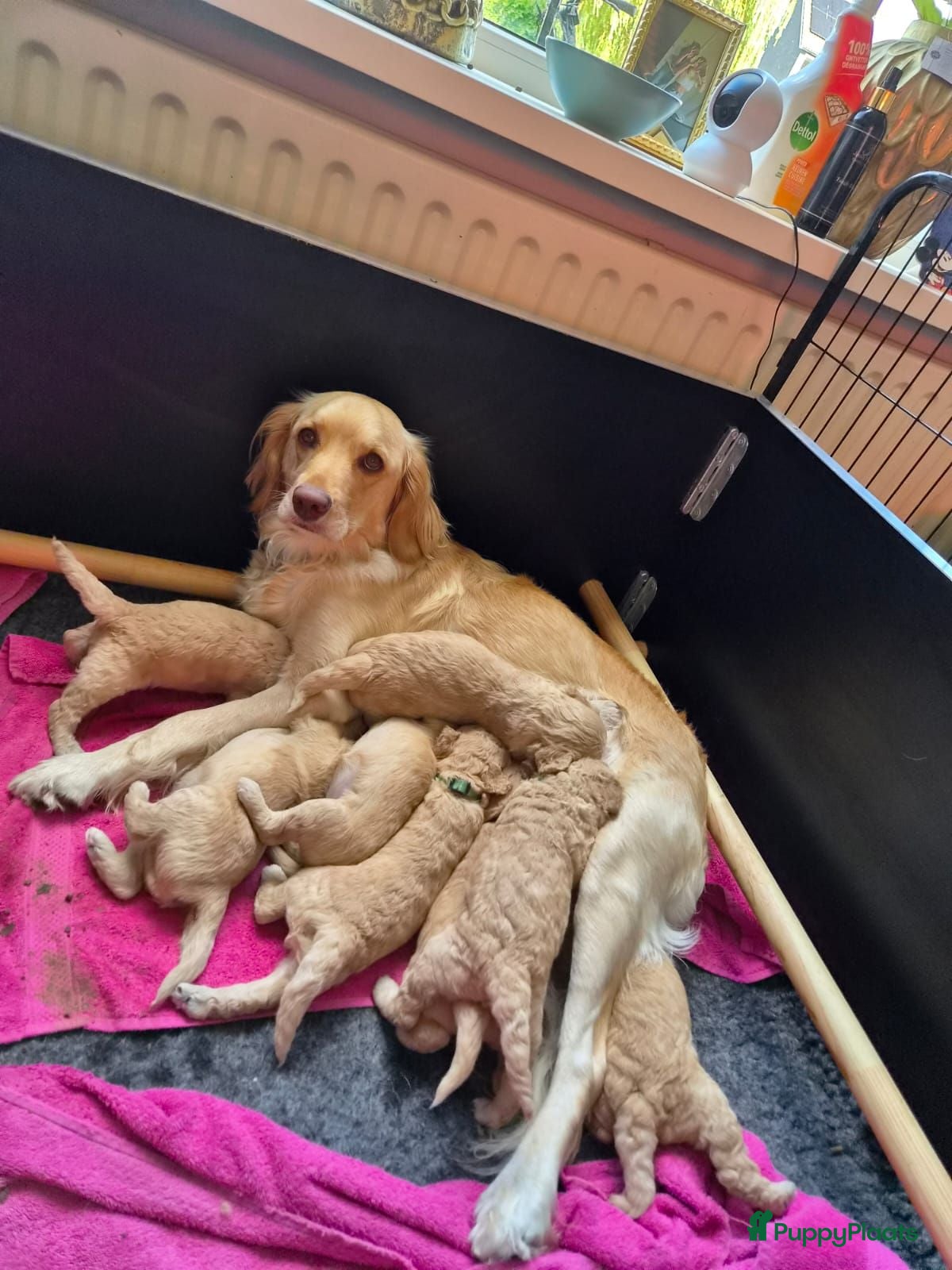 Labradoodle honden Medium labradoodle pups  - Advertentie 2