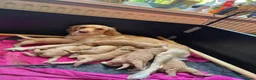 Labradoodle honden te koop: Medium labradoodle pups  - Advertentie 2