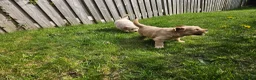 Golden Retriever honden te koop: Golden Retriver pups mogen de nest uit ! - Advertentie 3