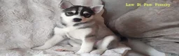 Pomsky honden te koop: Pomsky puppy’s F4+, 100% Amerikaanse bloedlijn - Advertentie 3