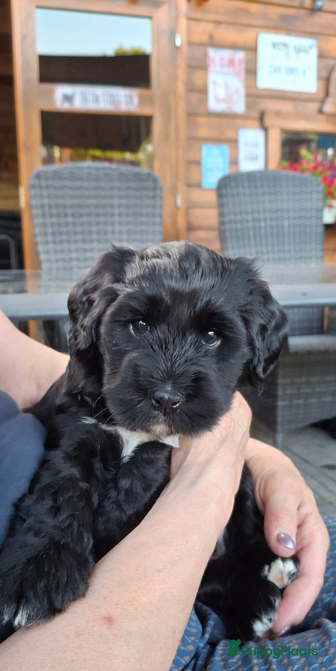 Tibetaanse Terriër honden te koop: Tibetaanse terrier pups - Afbeelding 7