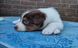 Australian Shepherd honden te koop: Australian Shepherd x Bordercollie pups in Linde - Afbeelding 16