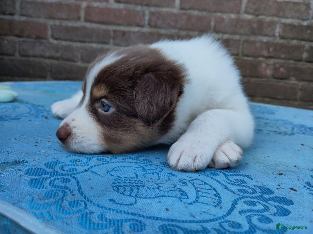 Australian Shepherd honden te koop: Australian Shepherd x Bordercollie pups in Linde - Afbeelding 16