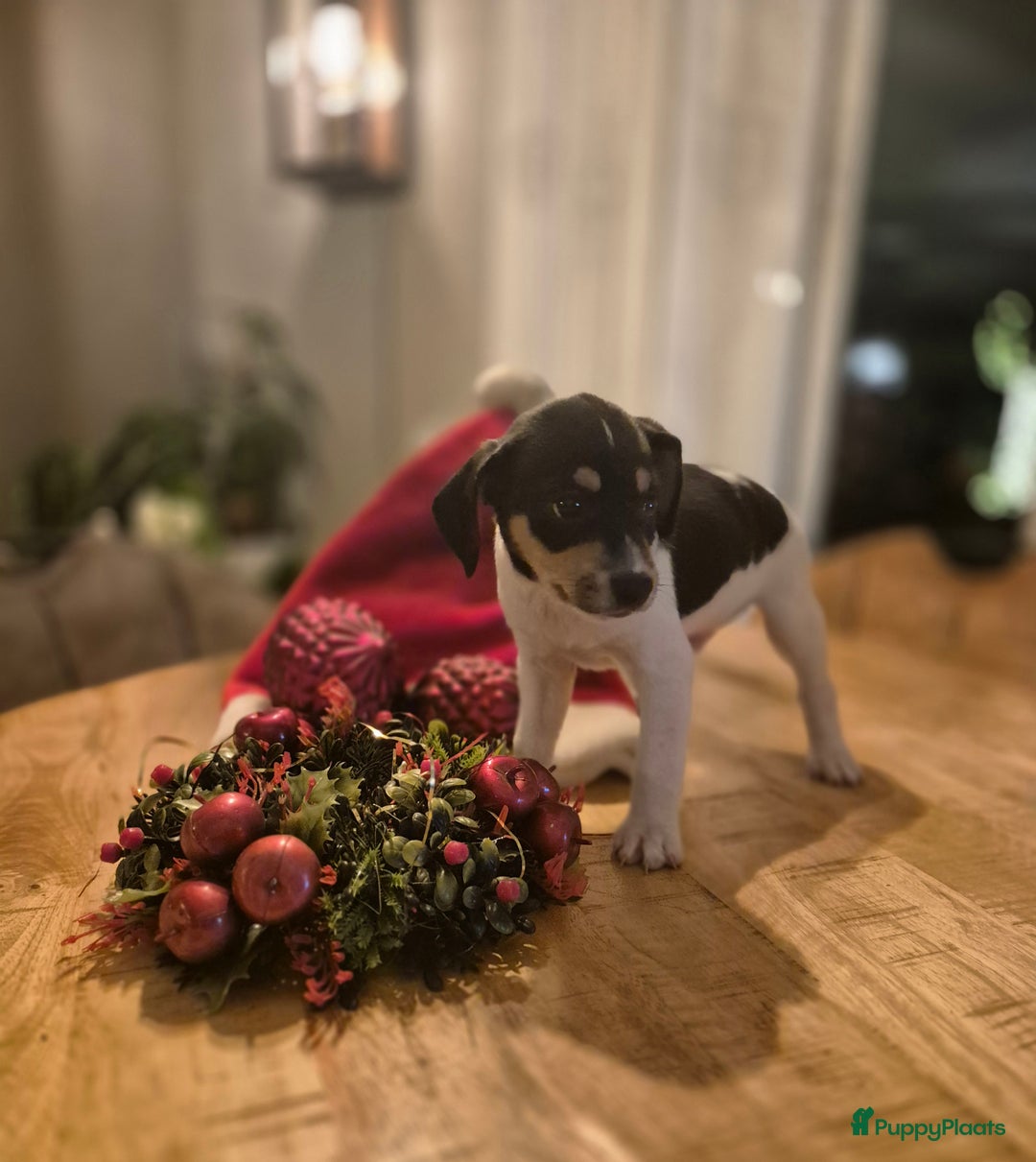 Kruising honden te koop: Boerenfox puppy's  - Advertentie 3