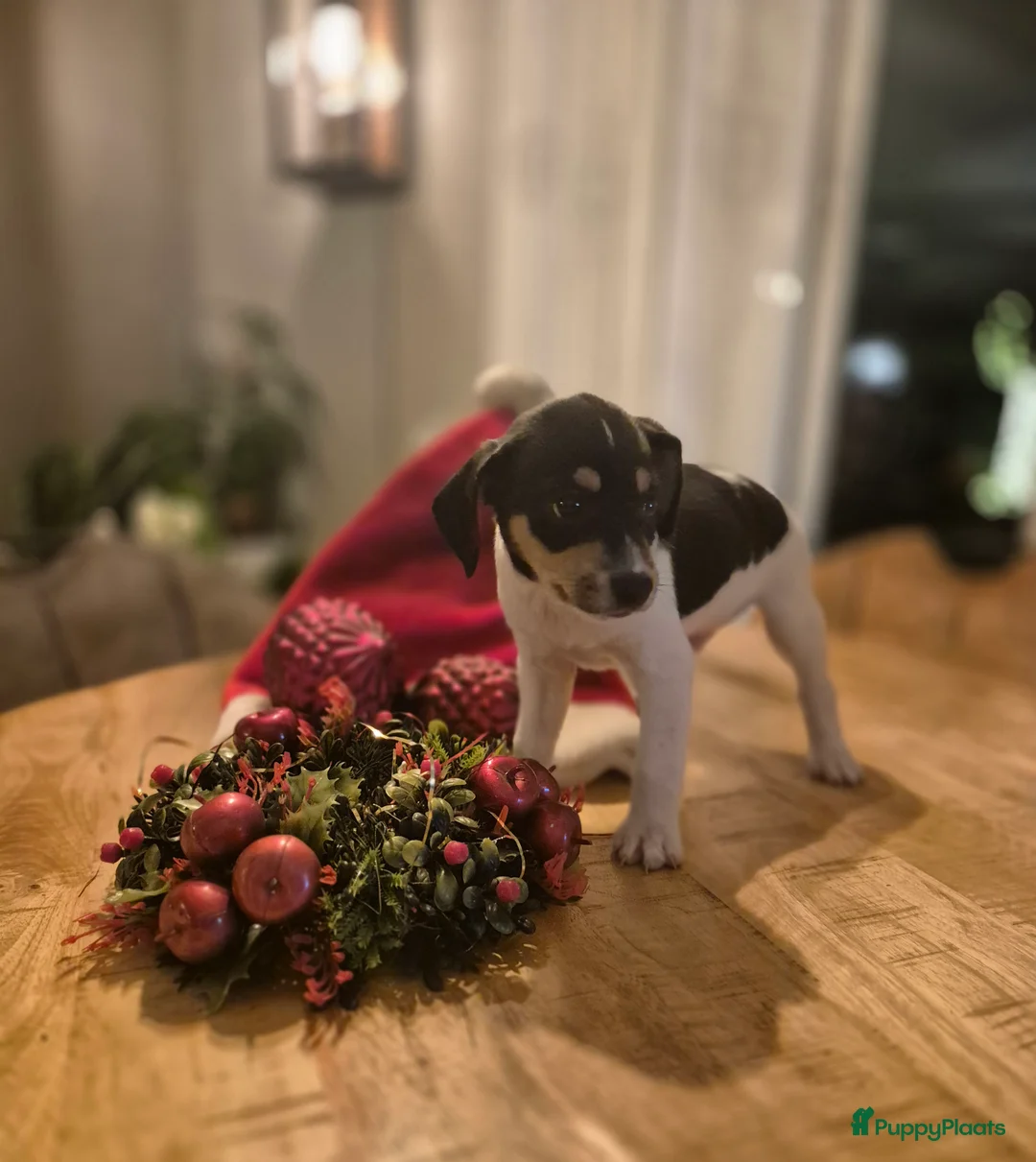 Kruising honden te koop: Boerenfox puppy's  - Advertentie 6