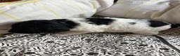 Labradoodle honden te koop: Labradoodle / 'Dubbel Doodle' pups geboren! - Advertentie 8