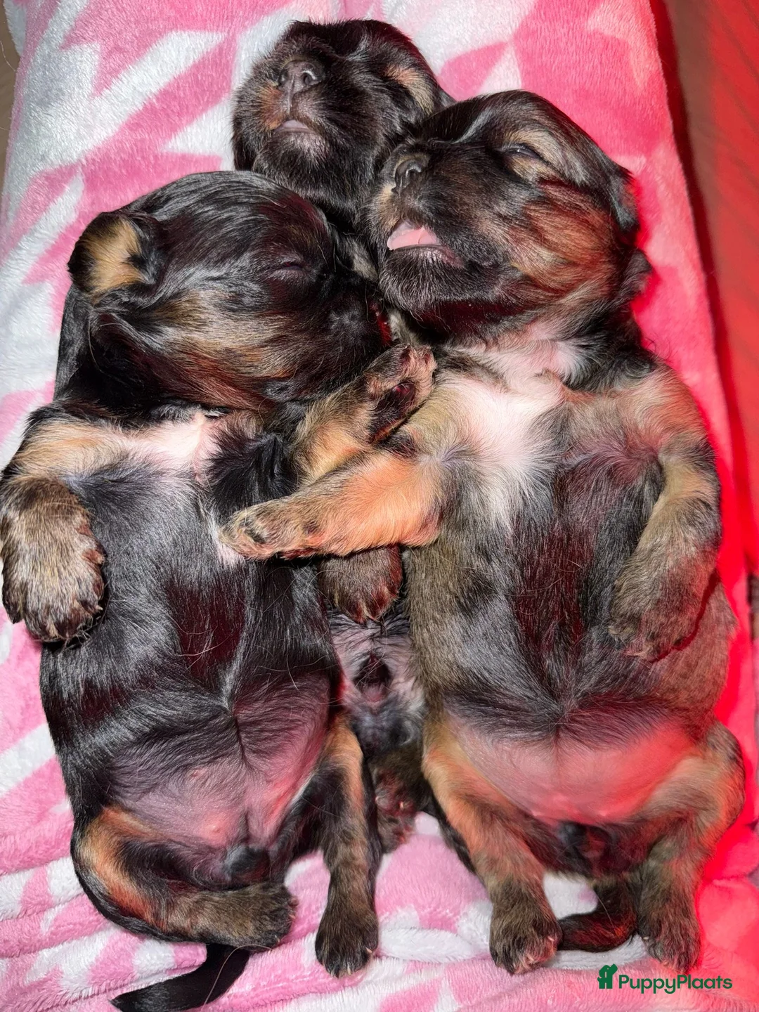 Havanezer honden te koop: Havanezer pup - Advertentie 10