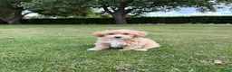 Maltipoo honden te koop: Maltipoo (Maltezer x Poedel) pups - Advertentie 6