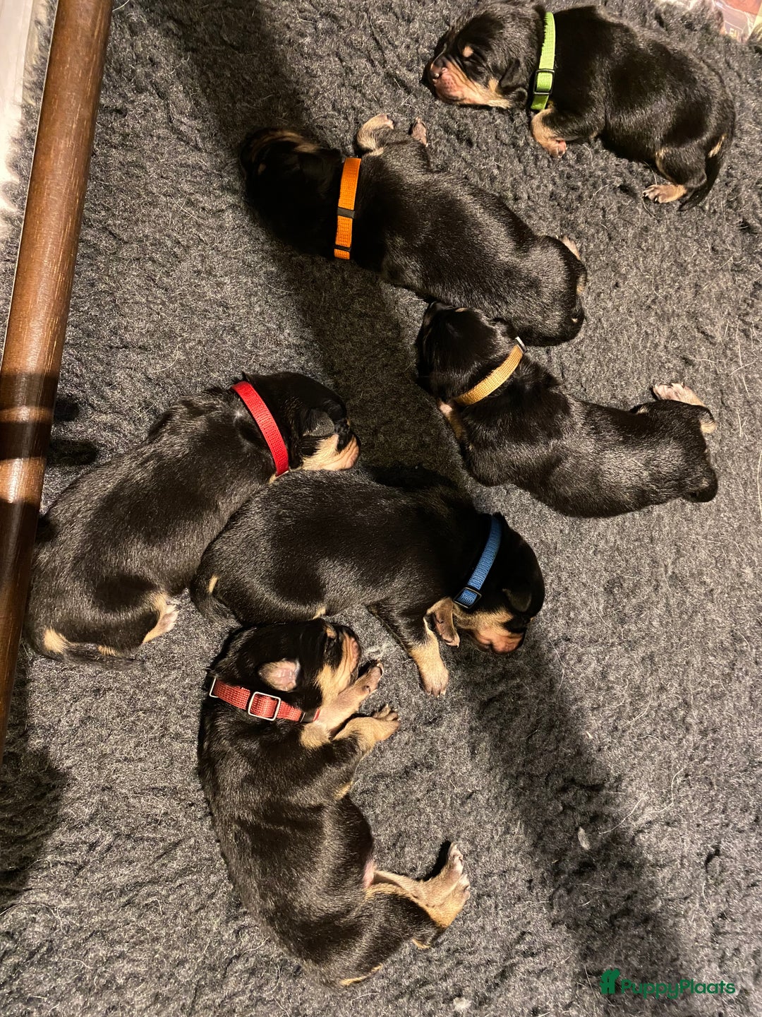 Australian Kelpie honden te koop: Working kelpie - Advertentie 10