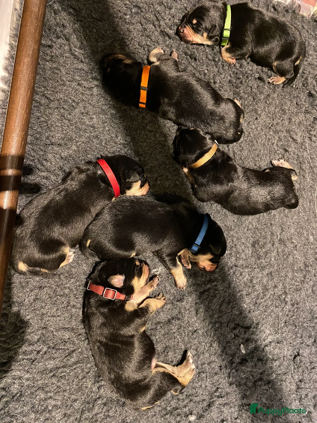 Australian Kelpie honden te koop: Working kelpie nog 1 reutje beschikbaar - Advertentie 15