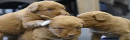 Nova Scotia Duck Tolling Retriever honden te koop: Nova Scotia Duck Tolling Retriever pups - Advertentie 6