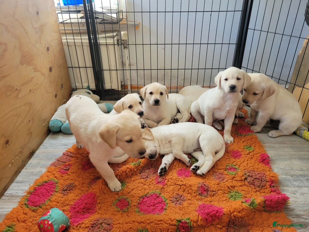 Labrador Retriever honden te koop: Stamboom fieldtrial labrador pups - Advertentie 12