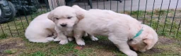Golden Retriever honden te koop: Deze leukerds zoeken een baasje - Advertentie 9