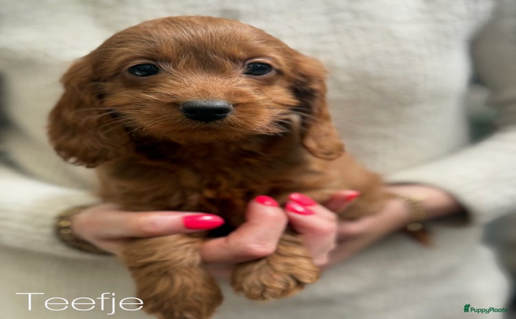 Cockapoo honden - Advertentie 2