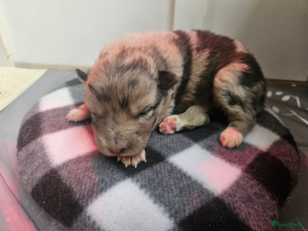 Kruising honden te koop: knappe keeshond x border collie puppy's te koop - Advertentie 16