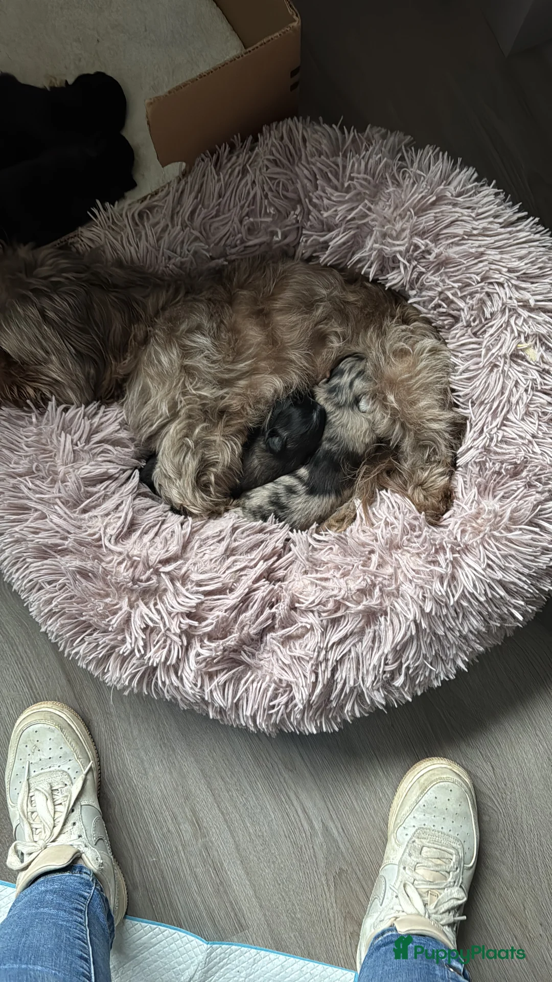 Kruising honden te koop: Mooie Shih tzu x pomeriaan pups in Zwolle - Advertentie 2