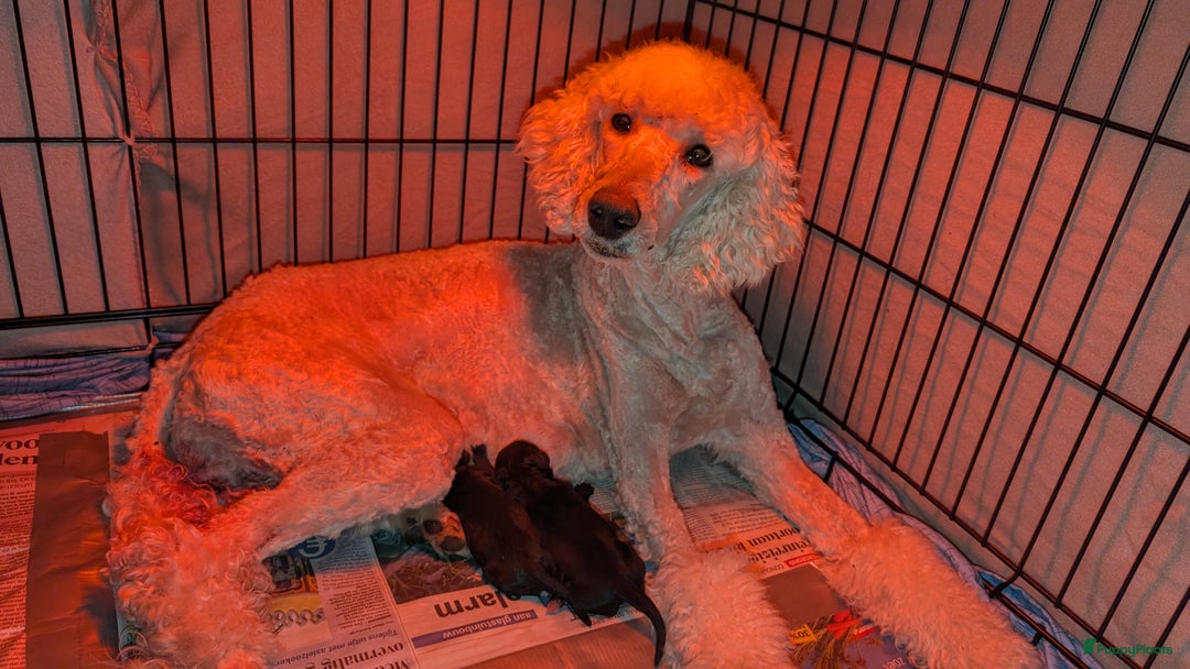 Bernedoodle honden te koop: Lieve bernedoodle pups - Advertentie 5