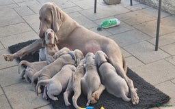Weimarse Staande Hond korthaar honden te koop: Weimaraner pups in Stein - Afbeelding 3