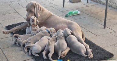 Weimarse Staande Hond korthaar honden in Stein - Advertentie 7