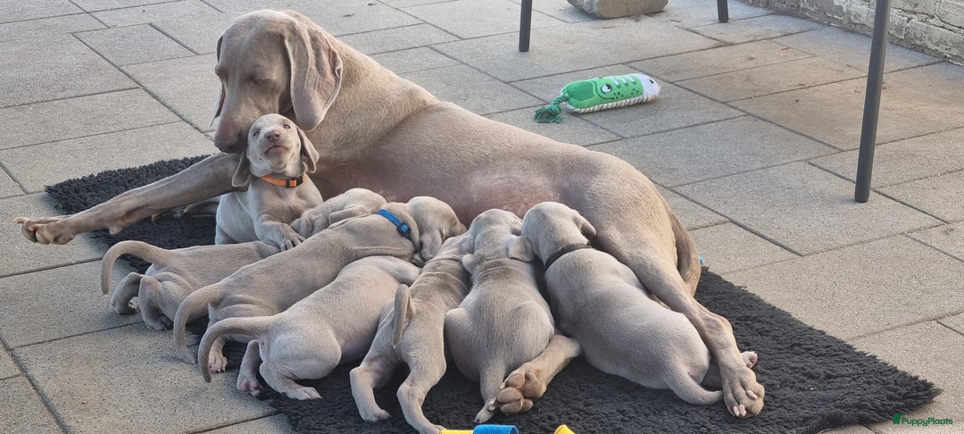 Weimarse Staande Hond korthaar honden te koop: Weimaraner pups in Stein - Afbeelding 3