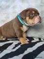 Amerikaanse Bully Puppy 4