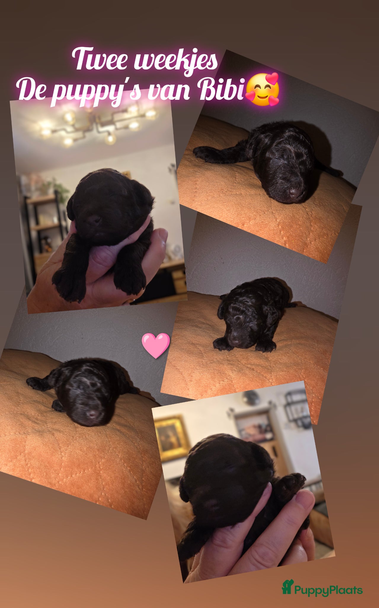 Dwergpoedel honden 2 choco toypoedel puppy's geboren - Advertentie 1