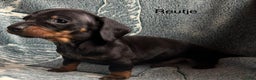 Teckel (korthaar)  honden te koop: Teckel pups choco tan / black and tan  - Advertentie 5