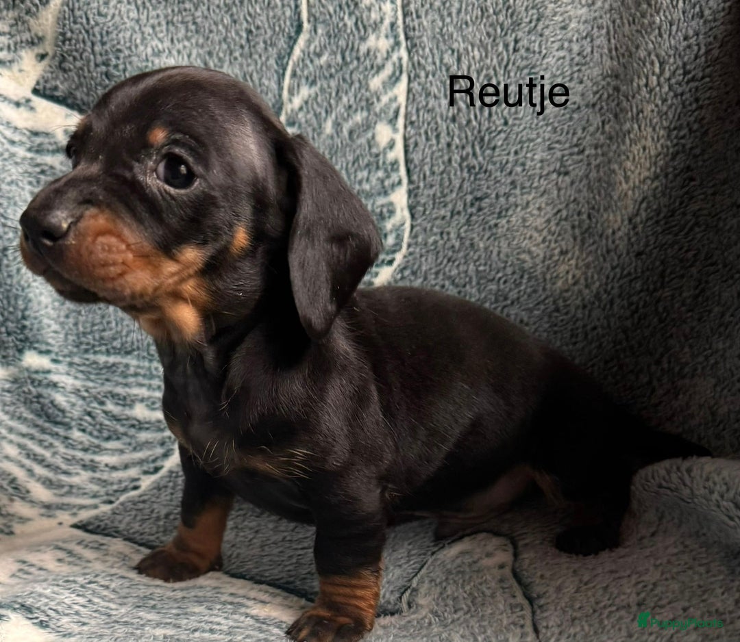 Teckel (korthaar)  honden te koop: Teckel pups choco tan / black and tan  - Advertentie 5