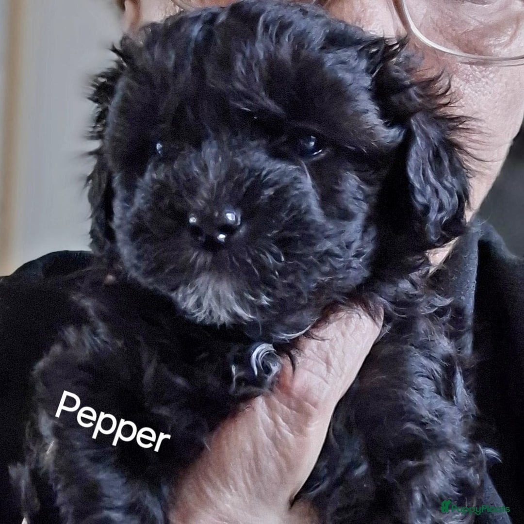 Maltipoo honden te koop: Maltipoo - Advertentie 16