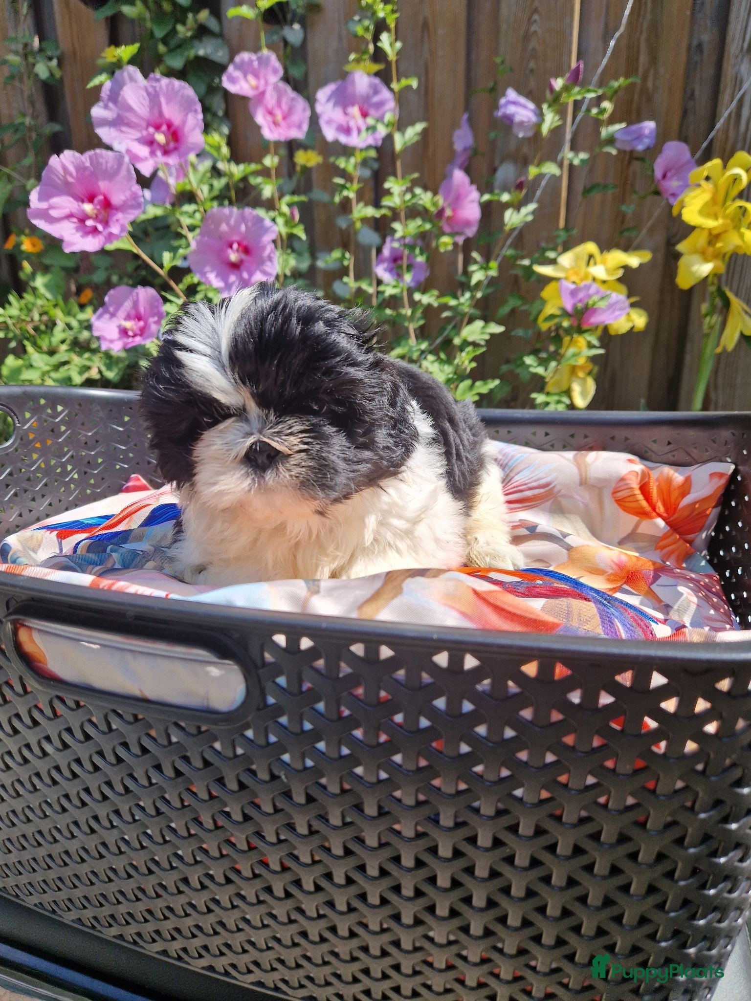Shih Tzu honden Raszuivere shih tzu pups  - Advertentie 2