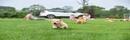 Labrador Retriever honden te koop: Labrador Red Fox pups - Advertentie 5