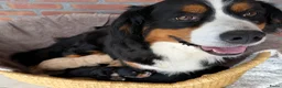 Bernedoodle honden te koop: Mini Bernedoodle pups te koop - Advertentie 5