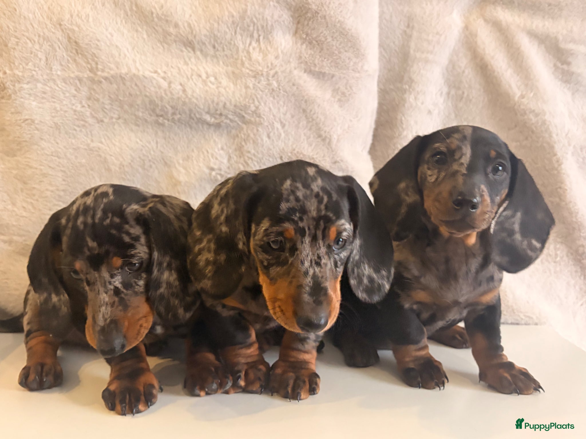 Teckel (korthaar)  honden te koop: Dwerg teckel pupjes. - Advertentie 3