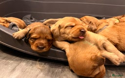 Kruising honden te koop: Bijzonder mooie combi: Toller X Teckel kruising, - Afbeelding 19