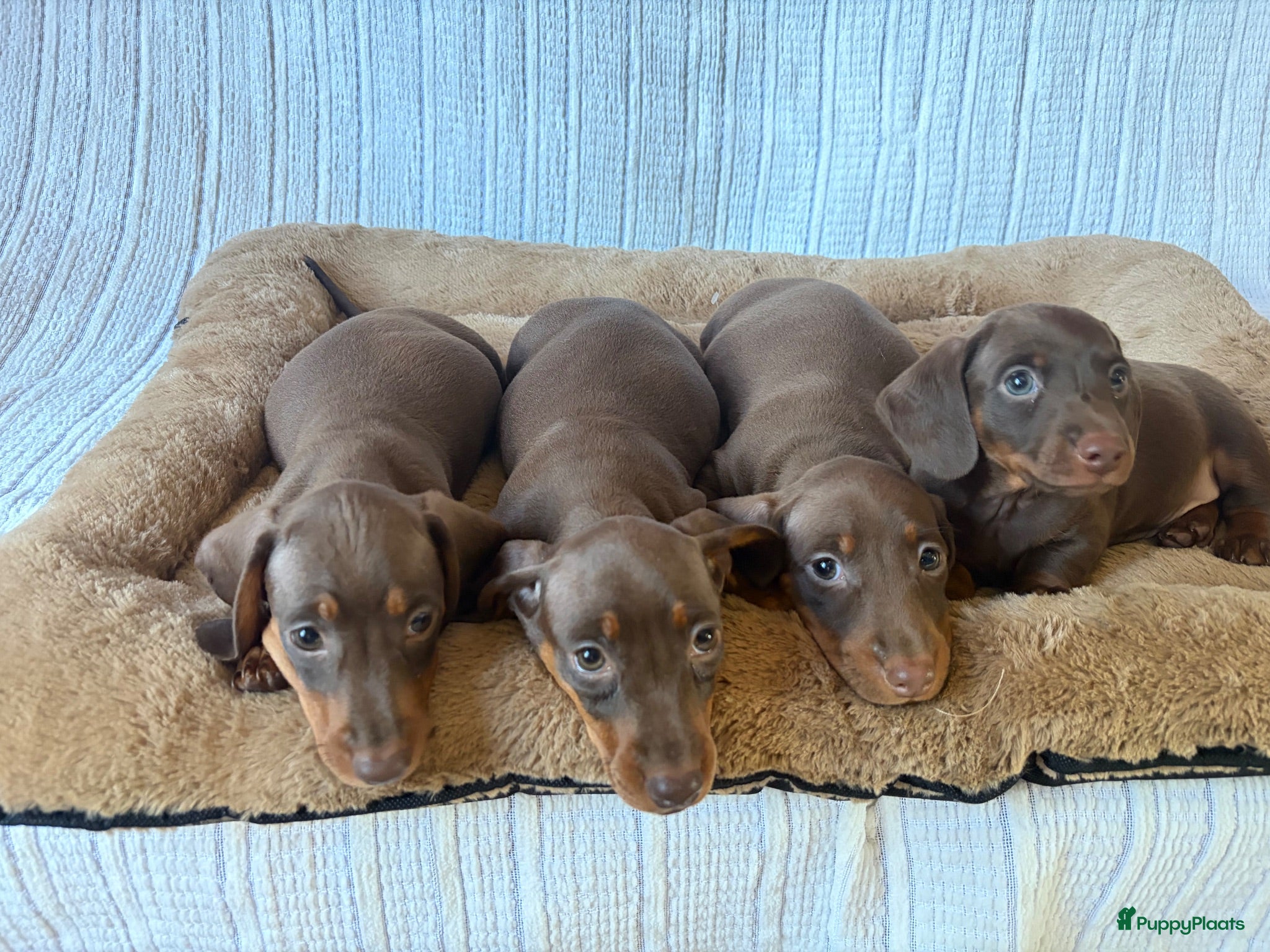 Teckel (korthaar)  honden Dwerg bruin tan teckel pupjes. - Advertentie 1