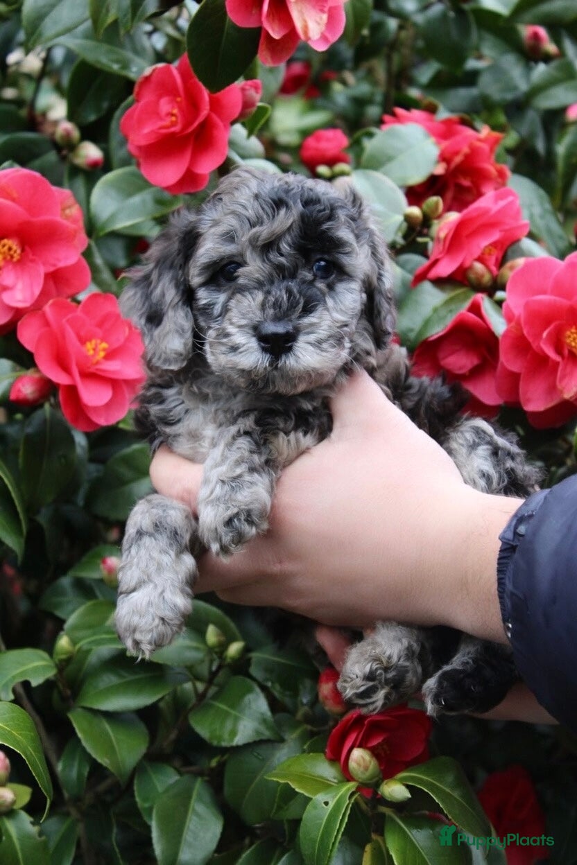 Maltipoo honden 2 laatste Maltipoo reutjes 🩵 - Advertentie 2