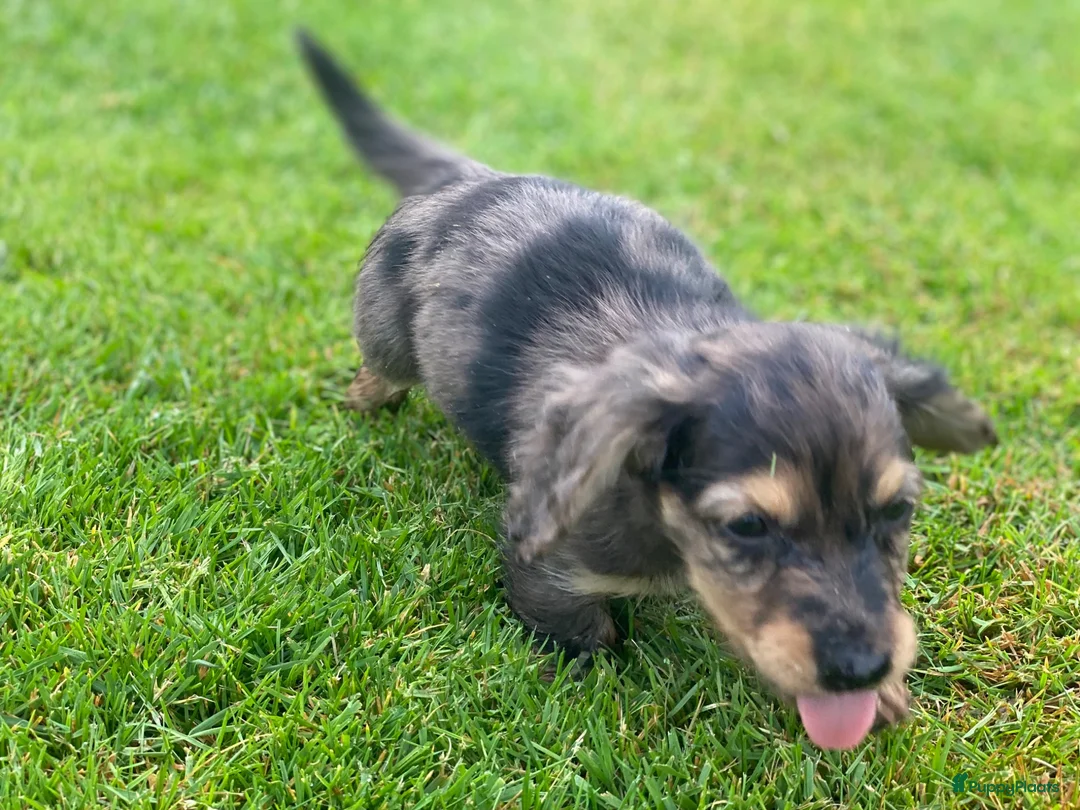 Teckel (langhaar) honden te koop: Prachtig lief Merle teefje langharige teckel - Advertentie 2