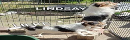 Jack Russel Terriër honden te koop: Gezonde raszuiver gefokt Jack Russel pups laagbeen - Advertentie 11