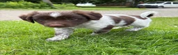 Friese Stabij honden te koop: Friese stabij puppy’s  in Uithuizermeeden - Advertentie 6