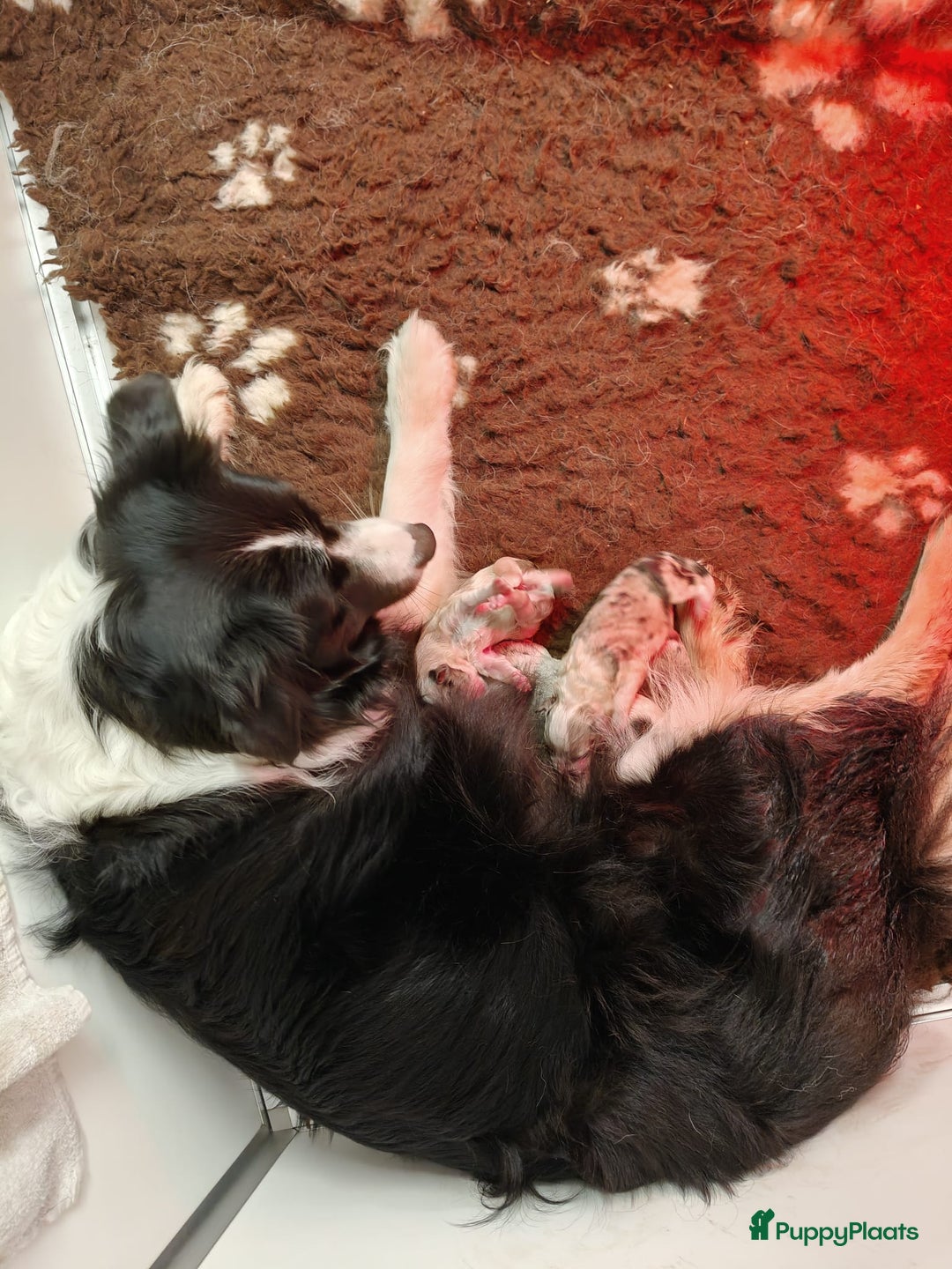 Border Collie honden te koop: Prachtig nestje blue merle bordercollie pups - Advertentie 5