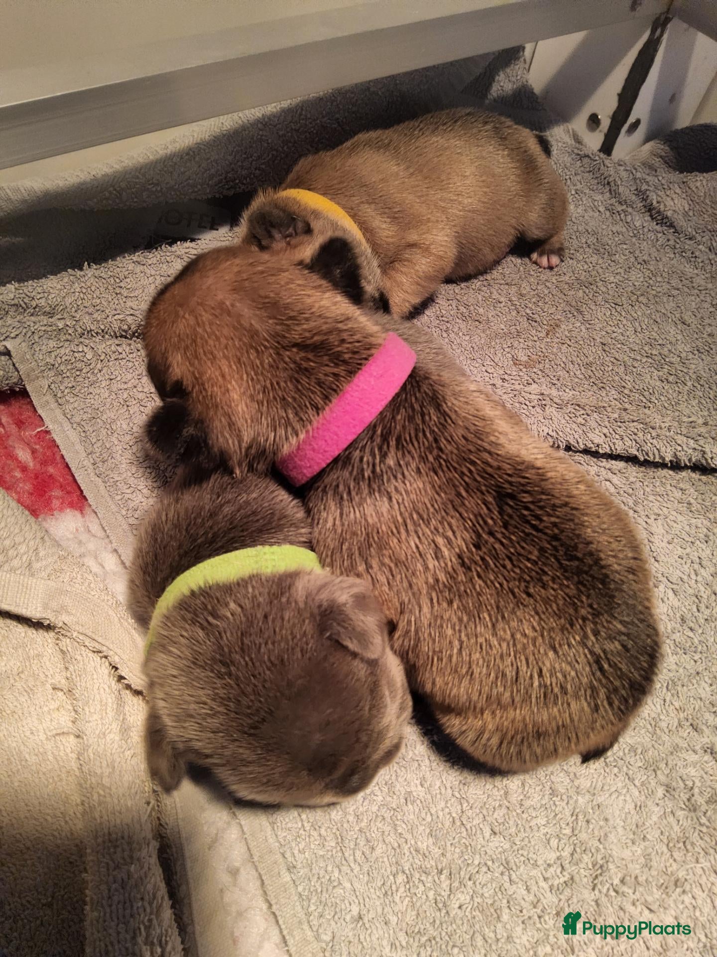 Franse Bulldog honden Fr bulldog puppy's met stamboom geteste ouders  - Advertentie 2