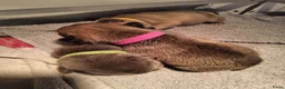 Franse Bulldog honden te koop: Fr bulldog puppy's met stamboom geteste ouders  - Advertentie 25