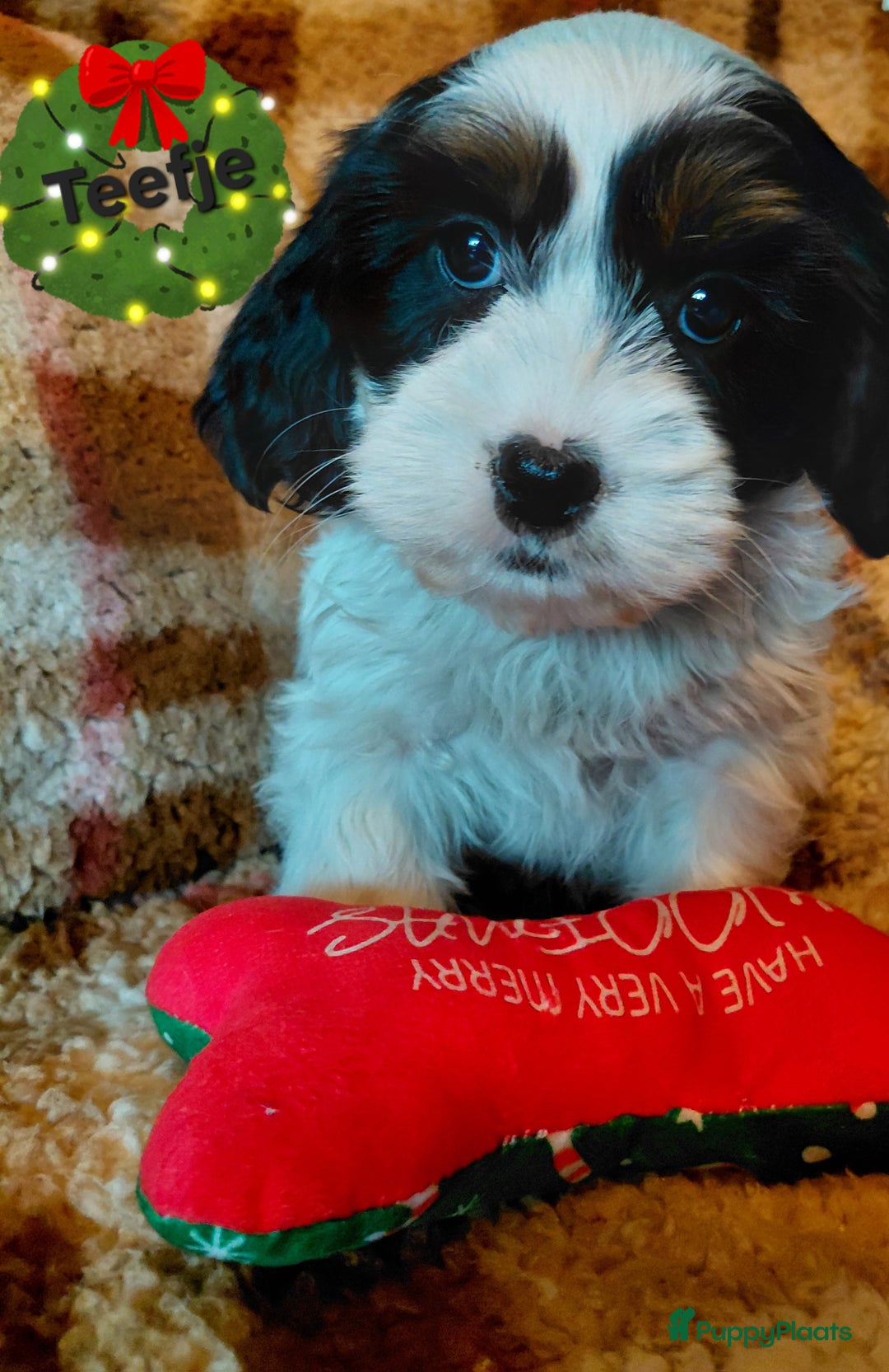 Kruising honden te koop: Prachtig nestje Boomer pups Cocker x Boomer  - Advertentie 4