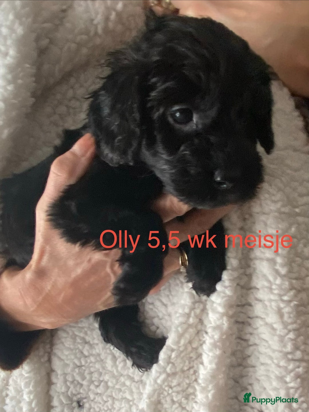 Labradoodle honden te koop: Labradoodle(multigen) mini/midi groeien op in huis - Advertentie 18