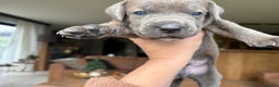 Cane Corso honden te koop: Cane corso pups - Advertentie 2
