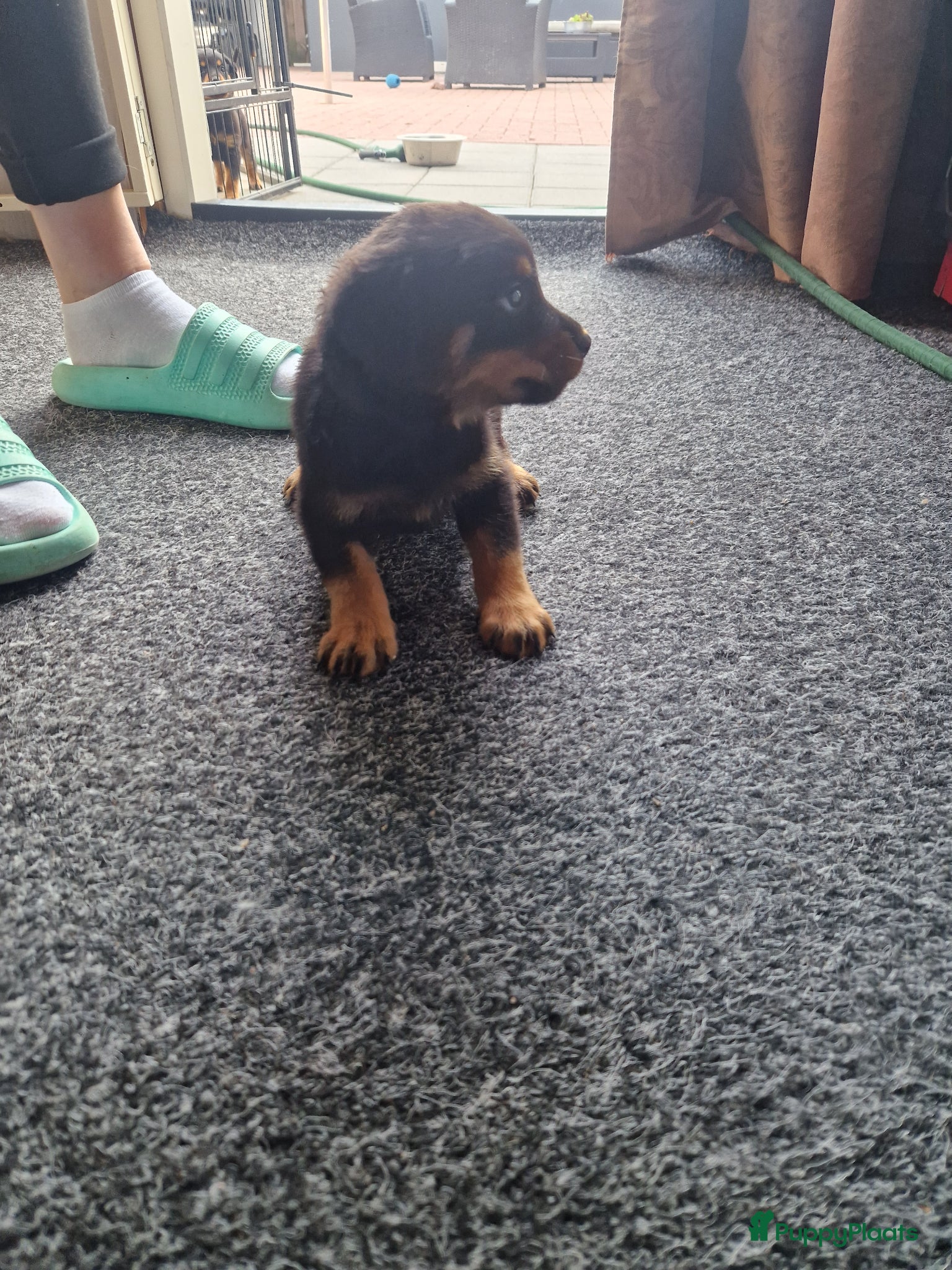 Rottweiler honden te koop: Super mooie rottweilerpups - Advertentie 6