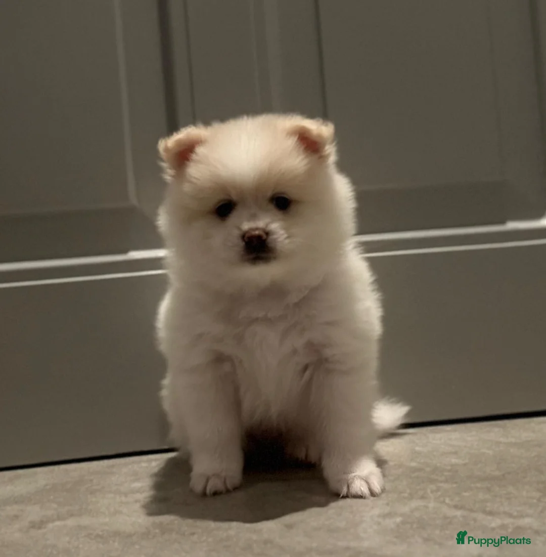 Kruising honden te koop: Teddy dog mini Chow Chow  - Advertentie 11