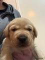 Labrador Retriever Puppy 1