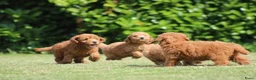 Goldendoodle honden te koop: Mooie Goldendoodle pups - Advertentie 7