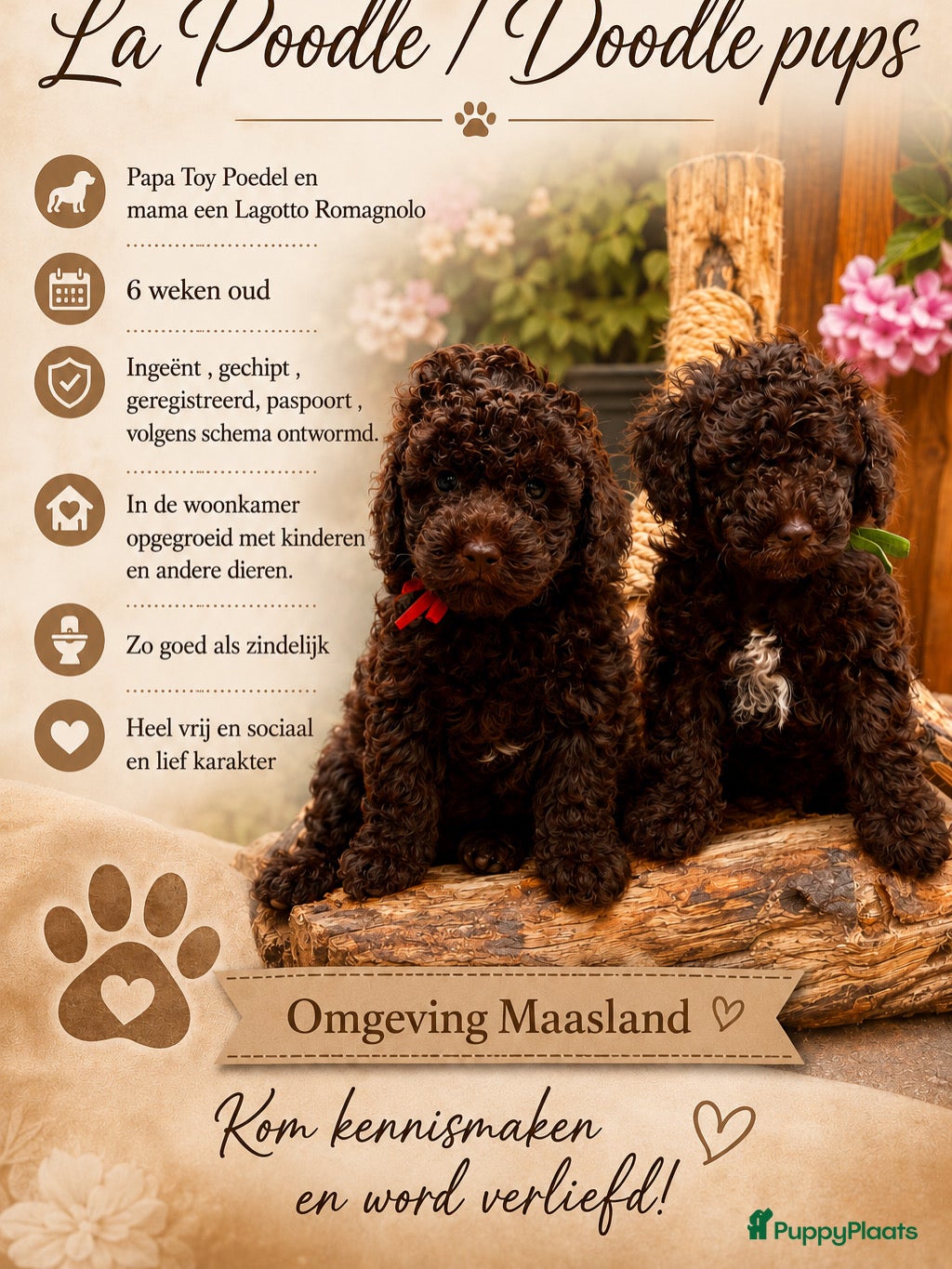 Kruising honden 2 prachtige La Poodle/ Doodle pups  - Advertentie 5